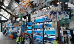 Pasar Ikan Hias